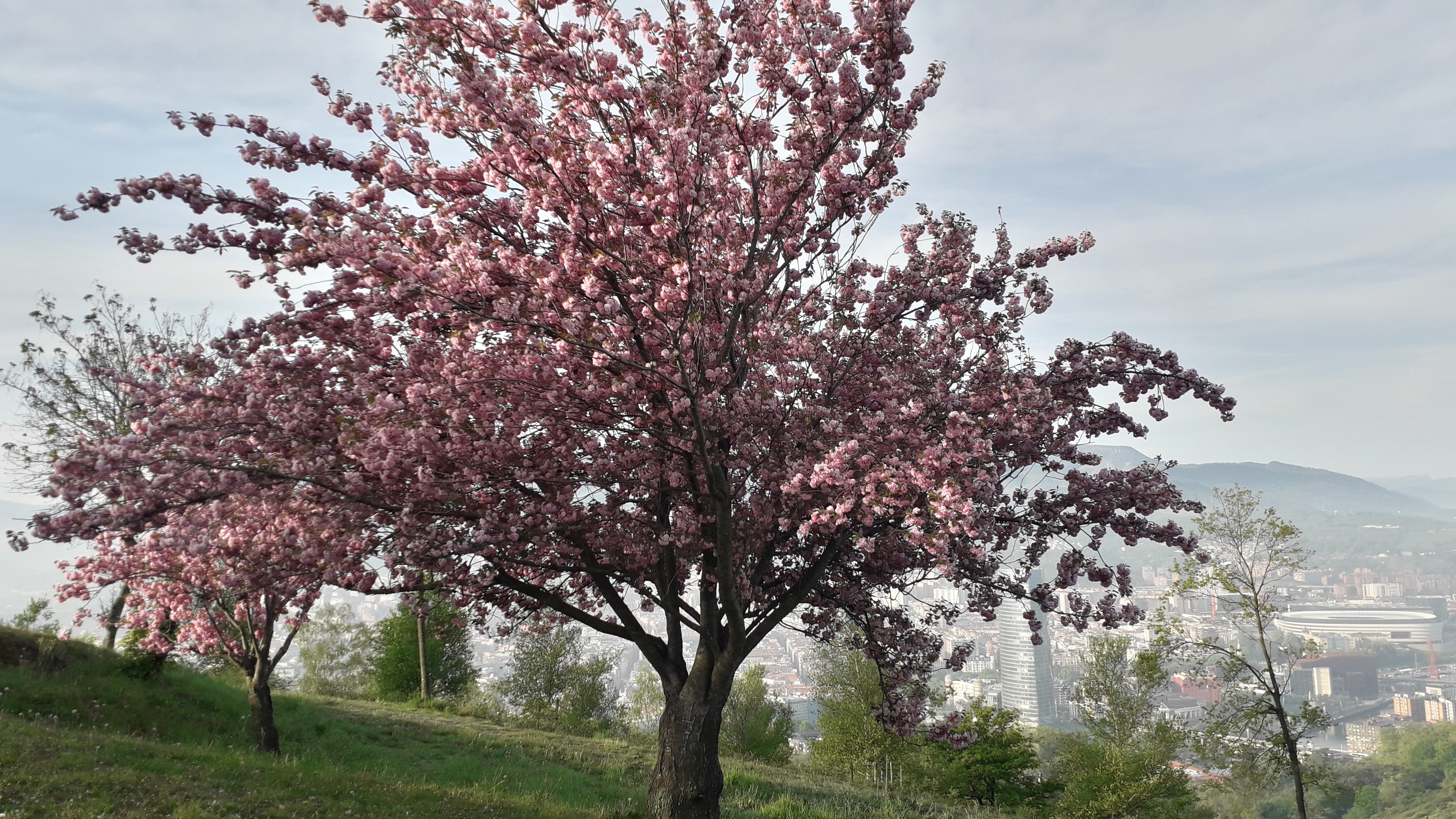 iMAGE + TEXT. Imagen: no se colocar la imagen sgv